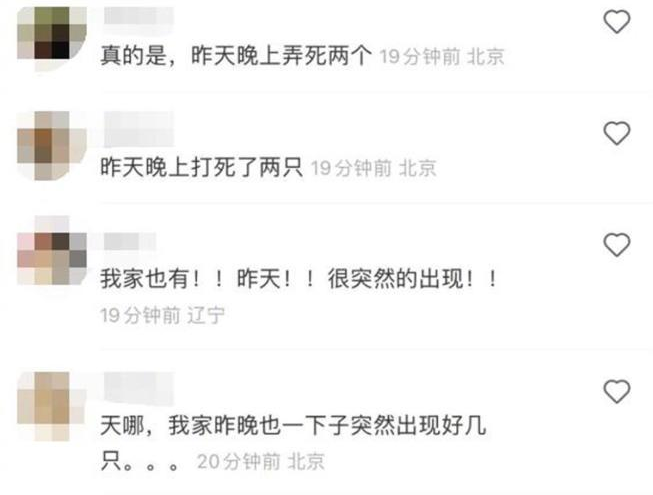 京津冀现不明黑色昆虫？哪来的？有害吗？专家释疑