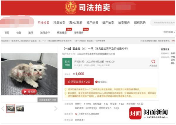 欠债不还，12只小猫咪被拍卖抵债